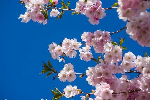 Close-up of sakura tree full in blooming pink flowers Stock Photos