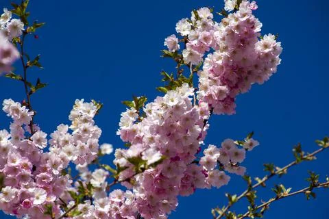 Close-up of sakura tree full in blooming pink flowers Stock Photos