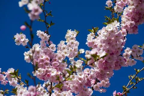 Close-up of sakura tree full in blooming pink flowers Stock Photos