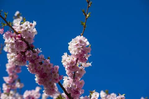 Close-up of sakura tree full in blooming pink flowers Stock Photos