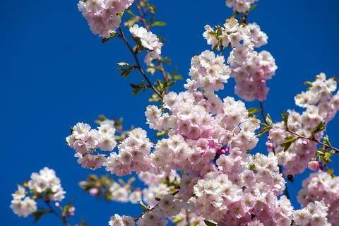 Close-up of sakura tree full in blooming pink flowers Foto stock