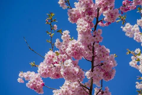 Close-up of sakura tree full in blooming pink flowers Stock Photos