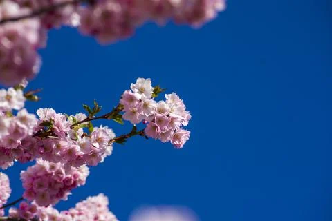 Close-up of sakura tree full in blooming pink flowers Stock Photos