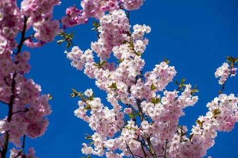 Close-up of sakura tree full in blooming pink flowers Stock Photos