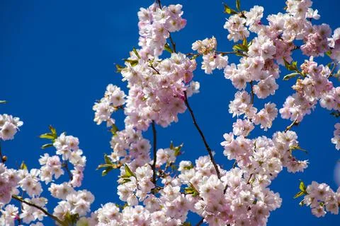 Close-up of sakura tree full in blooming pink flowers Stock Photos