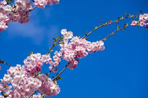 Close-up of sakura tree full in blooming pink flowers Stock Photos