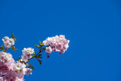 Close-up of sakura tree full in blooming pink flowers Foto stock