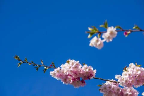 Close-up of sakura tree full in blooming pink flowers Stock Photos