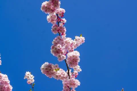 Close-up of sakura tree full in blooming pink flowers Stock Photos