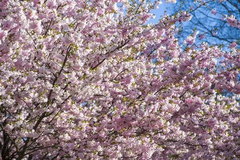 Close-up of sakura tree full in blooming pink flowers Stock Photos