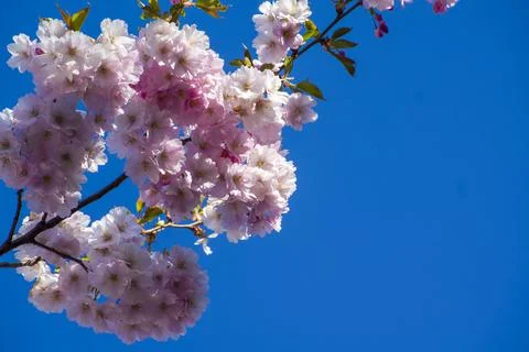 Close-up of sakura tree full in blooming pink flowers Stock Photos