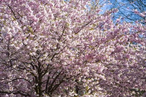 Close-up of sakura tree full in blooming pink flowers Foto stock