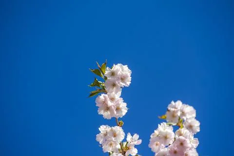 Close-up of sakura tree full in blooming pink flowers Stock Photos