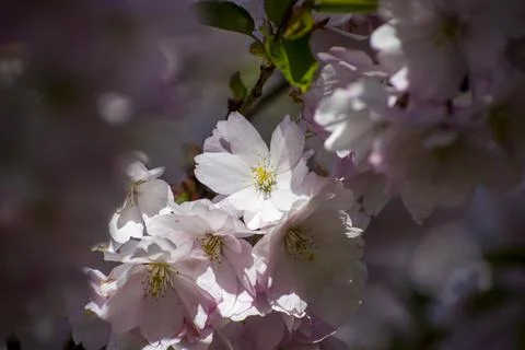 Close-up of sakura tree full in blooming pink flowers Stock Photos