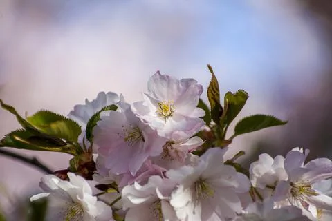 Close-up of sakura tree full in blooming pink flowers Stock Photos