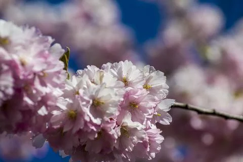 Close-up of sakura tree full in blooming pink flowers Stock Photos