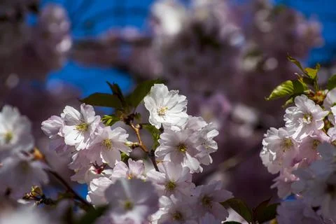 Close-up of sakura tree full in blooming pink flowers Stock Photos
