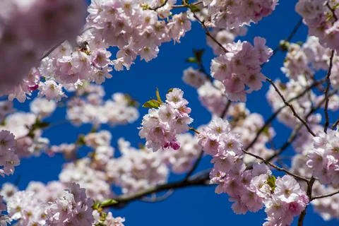 Close-up of sakura tree full in blooming pink flowers Stock Photos