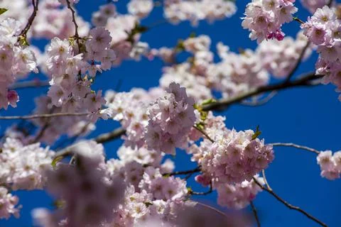 Close-up of sakura tree full in blooming pink flowers Stock Photos
