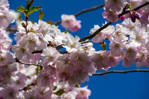 Close-up of sakura tree full in blooming pink flowers Stock Photos