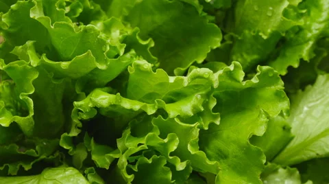 Close-up of salads leaf Stock Footage 67994937
