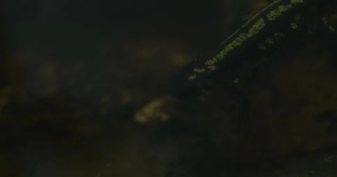 Close-up of a salamander walking on the bottom of a pond Stock Footage 266399845