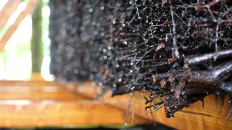 Close-up of Saline Graduation Tower Branches Dripping with Brine Stock Footage 313821971