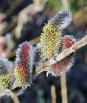 Close up of salix or willow stem with pink catkins in springtime Stock Photos