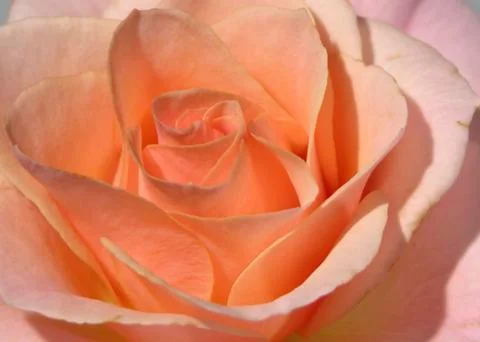 Close up salmon rose Фото