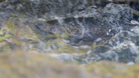 Close up of a Salmon Swimming Upstream through Rushing River Rapids Stock Footage 344031323