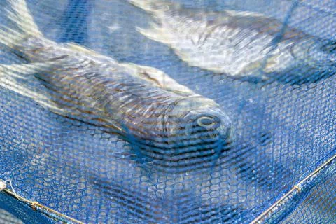 Close up of salted fish drying inside blue plastic mesh net cover protectin.. Fotos de archivo