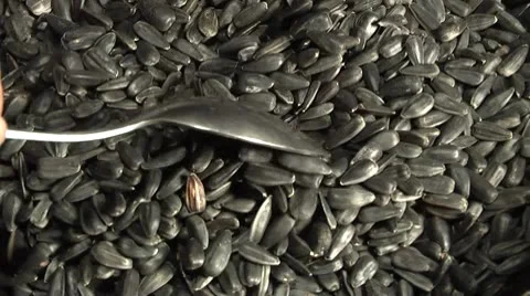 Close up of salted sunflower seeds in their shells. Stock Footage 8961824