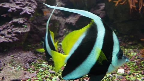 Close up of saltwater angelfish Stock Footage 244345636