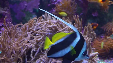 Close up of saltwater angelfish Stock Footage 251760074