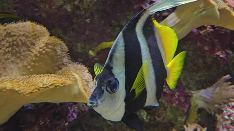 Close up of saltwater angelfish Stock Footage 269820478