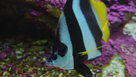 Close up of saltwater angelfish  Stock Footage 273834738