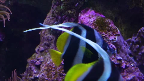 Close up of A saltwater angelfish Stock Footage 278014478