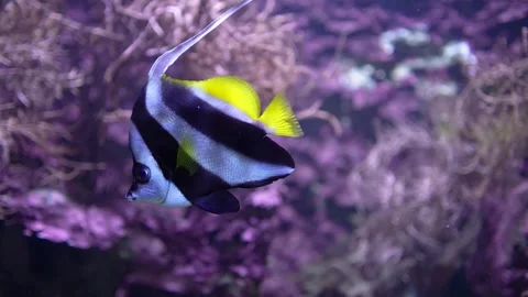 Close up of a saltwater angelfish  Stock Footage 294241846