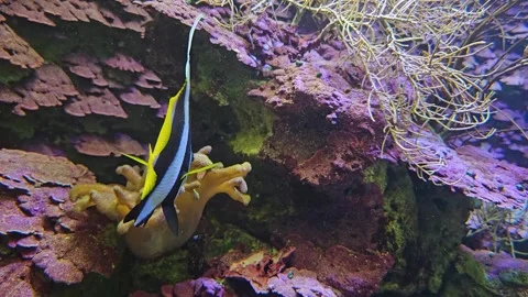 Close up of saltwater angelfish Stock Footage 296839366