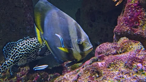Close up of saltwater Batfish Stock Footage 273834731