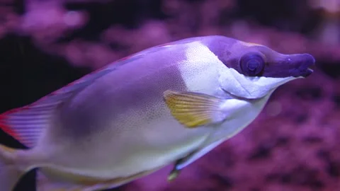 Close up of a saltwater foxface fish  Stock Footage 300104966