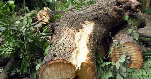 Close up - Saman or rain tree log before being processed. Economic tree. Stock Footage 238929972