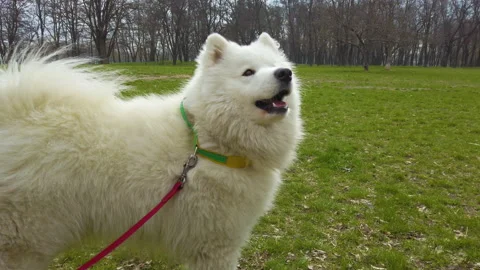 Close up of a Samoyed dog on a leash walking in the park. Walking with dog Video stock 182987528
