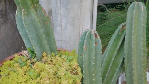 Close up of San Pedro cactus growing in a pot with small yellow succulents. 库存影片 343385529