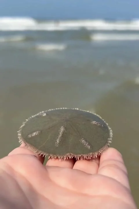 Close-Up of a Sand Dollar in a Person’s Hand Stock Footage 315005310