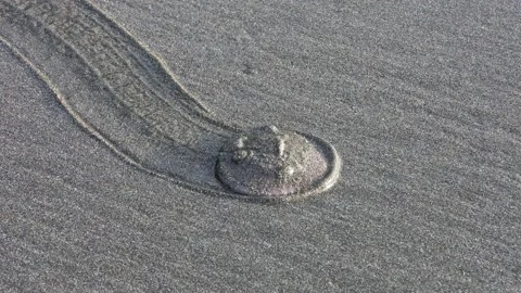 Close-up of a Sand Dollar slowly moving across the beach Stock Footage 225368977