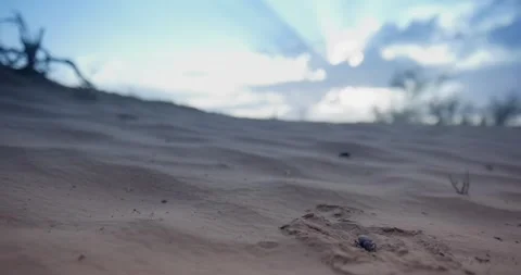 Close-up of a sand dune with grass against a cloudy sky at sunset Stock Footage 253466215