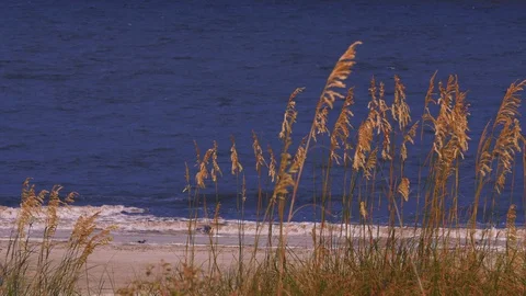 Close Up of Sand Dunes at the Beach 動画素材 113111807