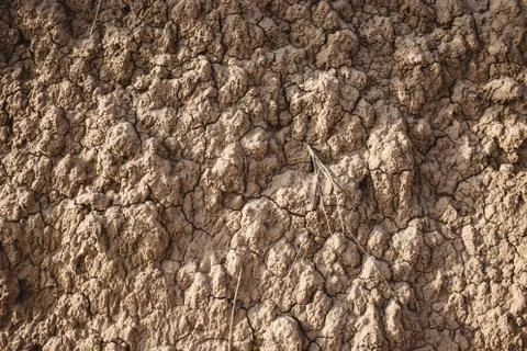 Close up of sand pattern with seashells of a beach in the summer Foto stock