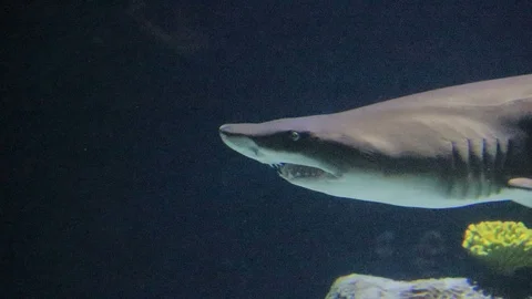 Close up sand tiger shark Stock Footage 86340813